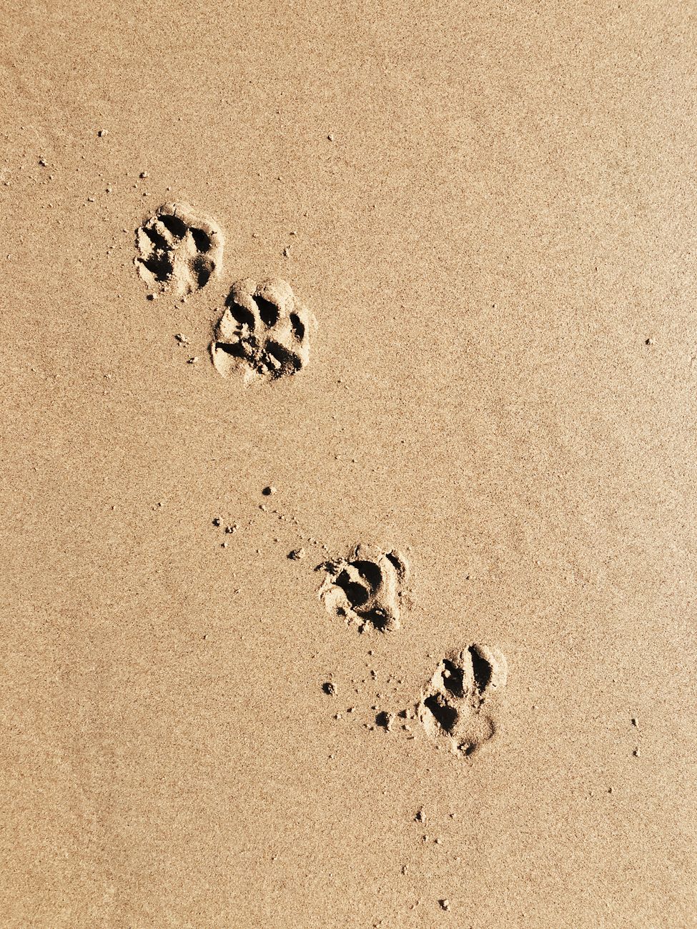 close up photo of paw prints on the sand