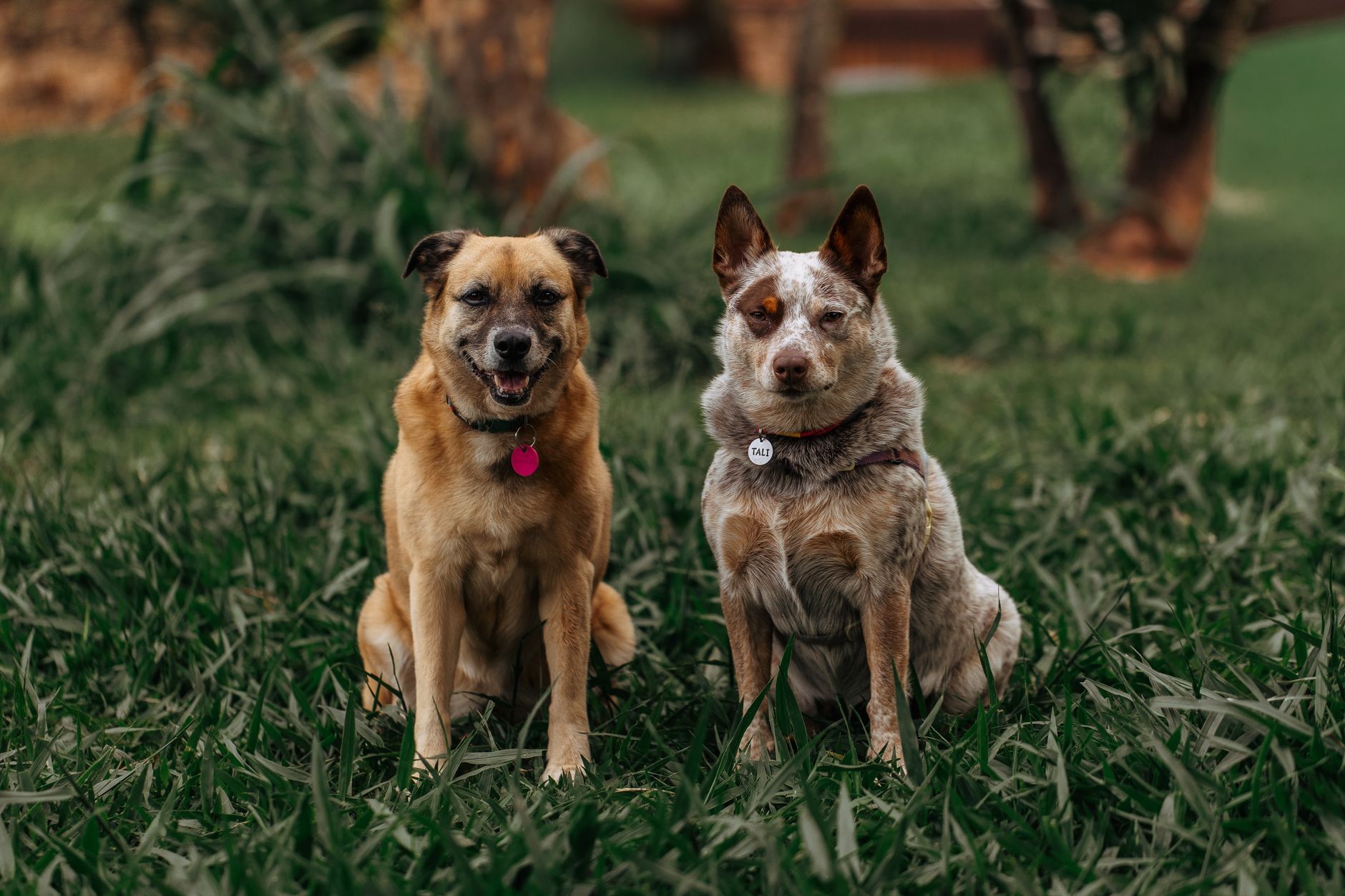 two dogs sitting in a sunny field